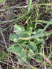 Primula clevelandii