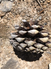 Pinus oocarpa