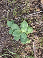 Primula clevelandii