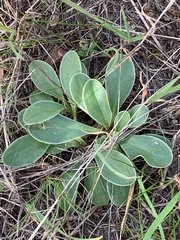Primula clevelandii