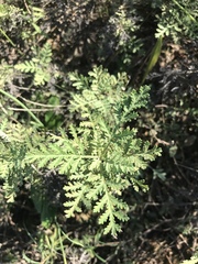 Artemisia gmelinii