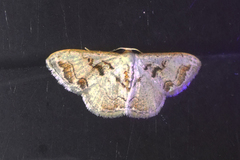 Idaea subfervens