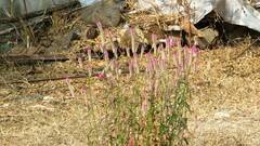 Celosia spicata
