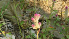 Celosia spicata