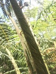 Cyathea cooperi