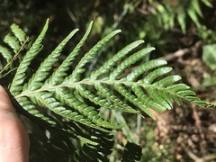 Cyathea cooperi