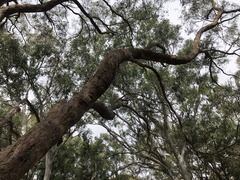 Eucalyptus melliodora