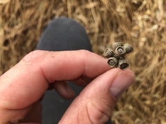 Eucalyptus melliodora