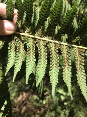 Cyathea cooperi