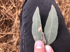 Eucalyptus melliodora