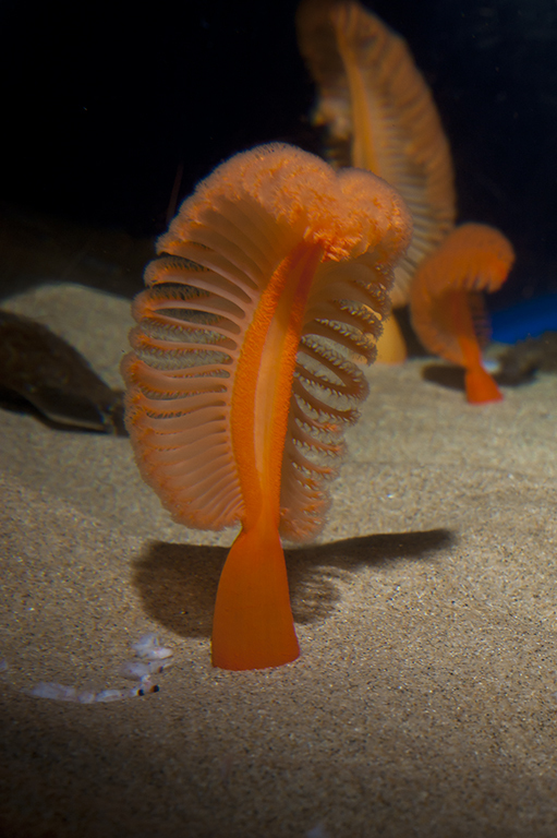Pennatulidae