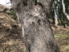 Eucalyptus melliodora