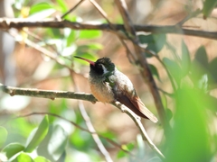 Basilinna xantusii