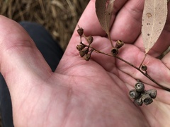 Eucalyptus melliodora