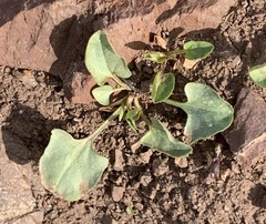 Calystegia subacaulis