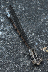 Argia funebris