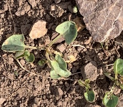 Calystegia subacaulis