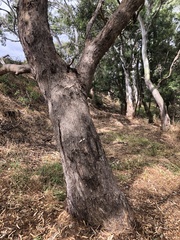 Eucalyptus melliodora