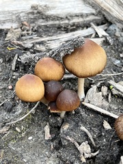 Pluteus romellii