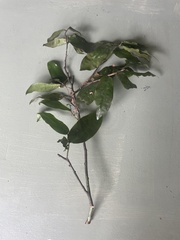 Polyalthia submontana