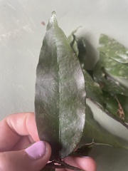 Polyalthia submontana