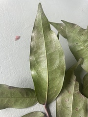 Polyalthia submontana