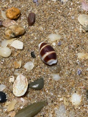 Palmadusta asellus
