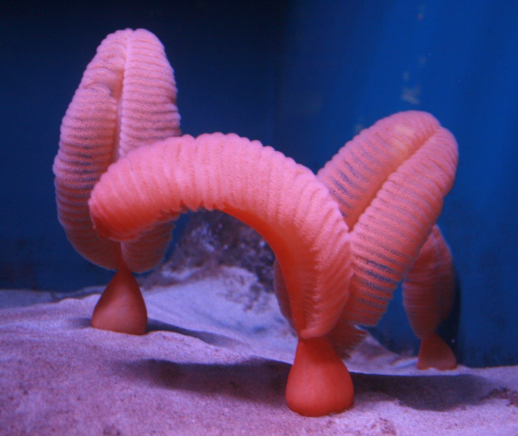Gurney's sea pen