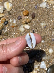 Palmadusta asellus