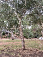 Eucalyptus fasciculosa