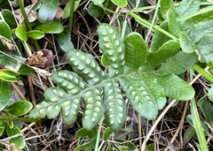 Polypodium calirhiza