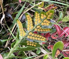 Polypodium calirhiza