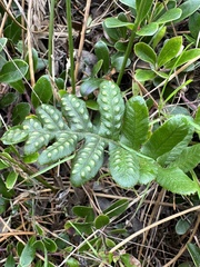 Polypodium calirhiza