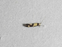 Opogona comptella