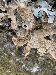 Lobaria anthraspis
