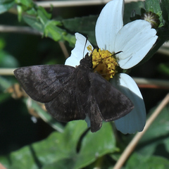 Carcharodini