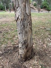 Eucalyptus fasciculosa