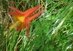 Aquilegia desertorum