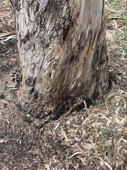 Eucalyptus fasciculosa