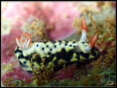 Hypselodoris infucata
