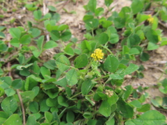 Medicago lupulina