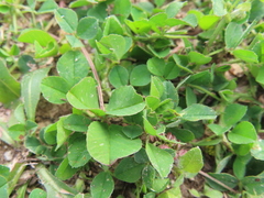 Medicago lupulina