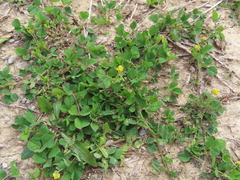 Medicago lupulina