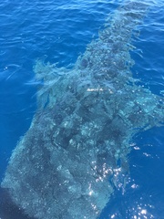 Rhincodon typus