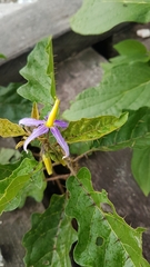 Solanum subinerme