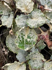 Eriogonum latifolium