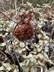 Eriogonum latifolium