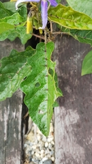 Solanum subinerme