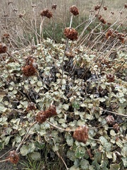 Eriogonum latifolium