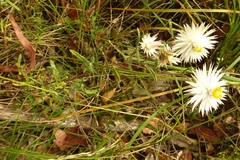 Helichrysum leucopsideum